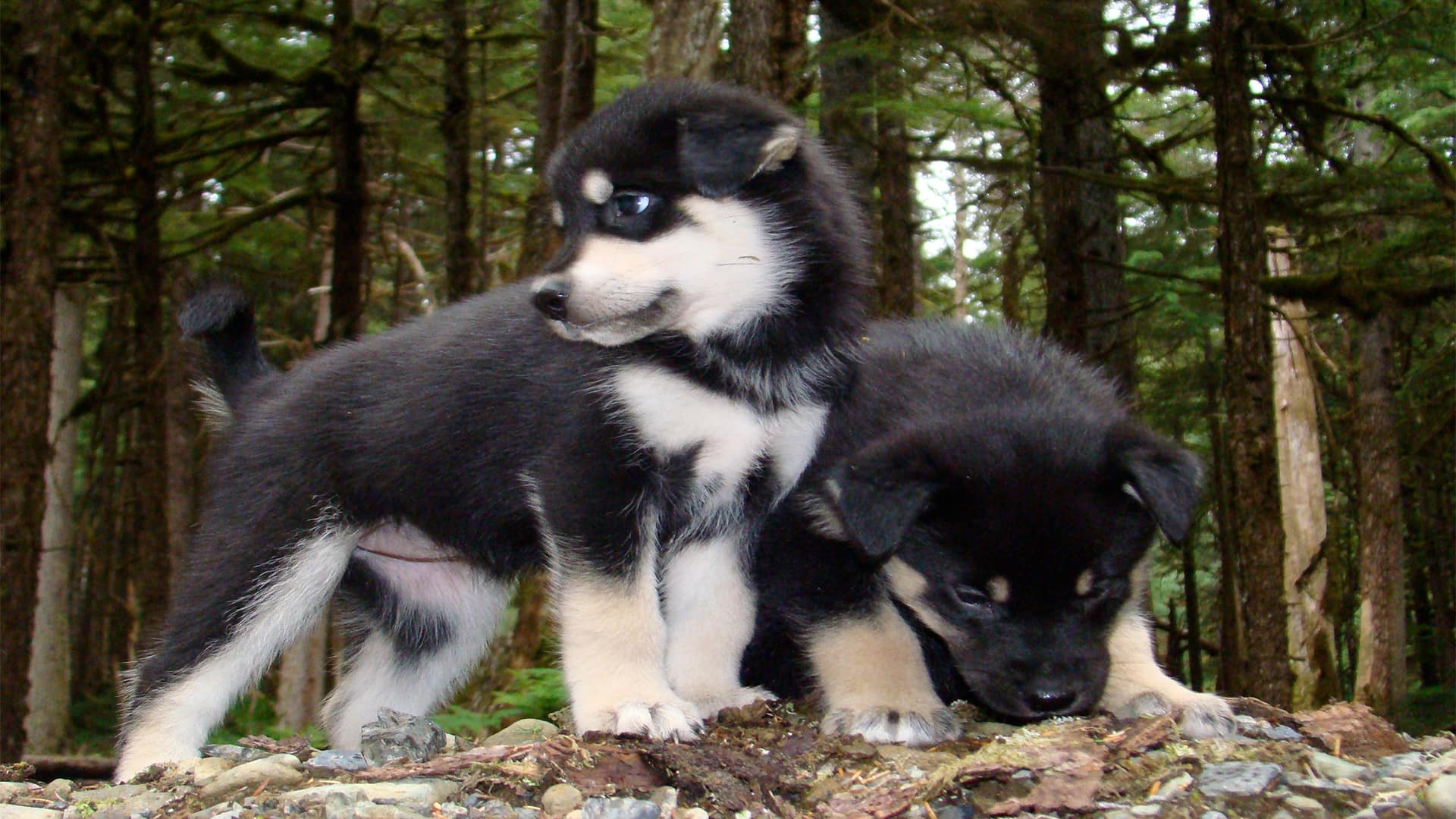 Sled Dog Discovery & Musher's Camp 